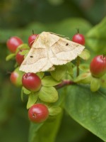 Crocallis elinguaria - Espèce de chêne festonné reposant sur des baies de Tutsan