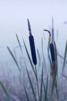 Typha angustifolia - Petit scirpe dans la brume