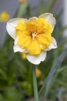 Narcisse 'Orangerie' jonquille à col fendu