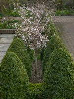 Topiaire buis taillé Buxus et Prunus nipponica 'Brilliant' en fleur