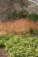 Cornus Sanguinea 'Anny's Winter Orange' Helleborus 'Ashwood Garden Hybrids Yellow'