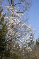 Magnolia Veitchii 'Isca' sur fond de ciel bleu