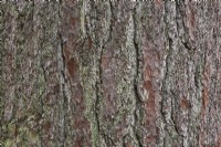 Pinus - Écorce de pin rouge recouverte de Bryophyta - Mousse verte - Octobre