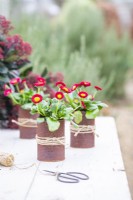 Marguerites Bellis disposées dans des boîtes de conserve rouillées