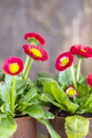 Marguerites Bellis disposées dans des boîtes de conserve rouillées