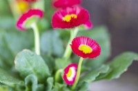 Marguerites Bellis disposées dans des boîtes de conserve rouillées