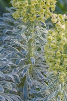 Euphorbia characias 'Glacier Blue' feuillage panaché au printemps - avril