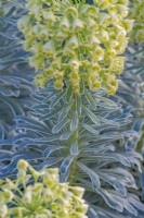 Euphorbia characias 'Glacier Blue' feuillage panaché au printemps - avril