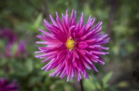 Dahlia 'Pépite violette'