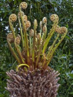 Dicksonia antarctica - déploiement de frondes Avril Norfolk