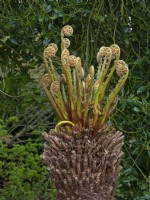 Dicksonia antarctica - déploiement de frondes Avril Norfolk