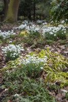 Galanthus nivalis 'S. Arnott' avec Luzula sylvatica 'Aurea' et Polypodium scouleri dans Rosemary's Wood, Foggy Bottom, The Bressingham Gardens, Norfolk - février