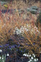 Cornus sanguinea 'Midwinter Fire', Pulmonaria angustifolia et Ophiopogon planiscapus 'Nigrescens' dessous et Galanthus nivalis 'S. Arnott' - Février