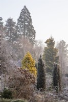 Conifères et arbres en hiver gel à Foggy Bottom, les jardins de Bressingham, Norfolk, conçu par Adrian Bloom - Janvier