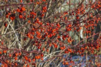 Euonymus alatus 'Burning Bush' - Fusain dans le jardin à la fin de l'automne - novembre