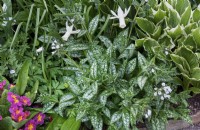Parterre de fleurs de printemps avec Narcissus 'Ice Wings', Pulmonaria 'Sissinghurst White', Primula cv et Hosta undulata var. albomarginata