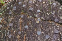 Betula - Feuilles de bouleau sur un affleurement couvert de Bryophyta - Croissance de mousse verte et de lichen en automne - Octobre
