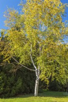 Betula papyrifera - bouleau à papier en automne - octobre