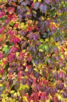 Parthenocissus quinquefolia - Virginia creeper vigne poussant sur une colonne de béton en automne - octobre