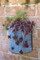 Sedum spurium 'Fuldagult' et Euphorbia cyparissias 'Fen's Ruby' dans un pot en aluminium fixé au mur sur un mur de briques