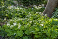 Floraison de Pachyphragma macrophyllum au printemps - avril