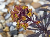 Euphorbia 'Blackbird' dans le jardin de gravier Avril