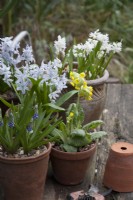 Coucou bleu Primula Veris en pot sur table, avec Muscari Touch of Snow et Pushkinia scilloides libanotica scille rayée, Scilla Turbergeniana Mars