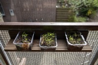 Plants de tomate Solanum lycopersicum et Nigella poussant dans des emballages de champignons réutilisés sur un balcon. Étagère recyclée sur un balcon. Fabriqué à partir des balcons, les vieilles planches de terrasse en bois ont été remplacées.