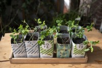 Recyclage. Vieux cartons de lait réutilisés comme pots pour faire pousser des semis de pois pisum sur un balcon.