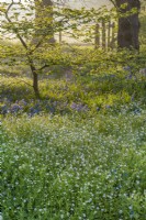 Stellaria nemorum fleurit dans un jardin boisé au printemps - avril