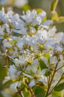 Amelanchier lamarckii floraison au printemps - avril