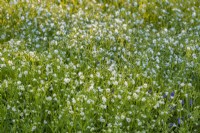 Floraison de Stellaria nemorum au printemps - avril