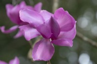 Un gros plan du Magnolia x mollicomata violet 'Lanarth' en mars