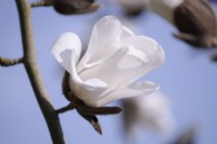 Magnolia 'Leda' une fleur blanche frappante.