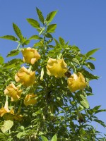 Brugmansia aborea 'Trompette des anges'