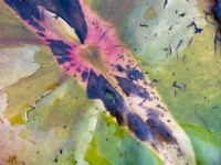 Nymphaea - feuille de nénuphar en automne