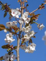Prunus 'Tai Haku' - Cerise 'Tai Haku' Mi Avril Printemps