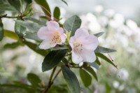 Rhododendron 'Comtesse de Haddington'