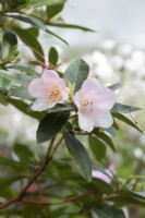 Rhododendron 'Comtesse de Haddington'