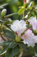 Rhododendron 'Comtesse de Haddington'
