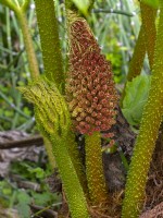 Gunnera manicata rhubarbe géante brésilienne, nouvelles feuilles et fleurs