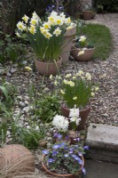 Jacinthe blanche, Anemone Blanda Blue et Narcissus Minnow en pots Jonquilles blanches et jaunesMars
