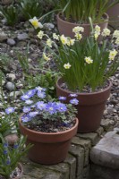 Anemone Blanda Blue et Narcissus Minnow Jonquille dans des pots en terre cuite, combinaison de plantes de printempsMars