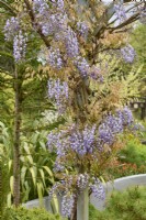 Wisteria floribunda 'Macrobotrys' syn Wisteria floribunda 'Multijuga' - glycine japonaise - poussant sur une pergola en bois