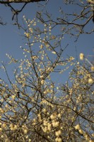Chimonanthus praecox 'Luteus - Wintersweet' - Février