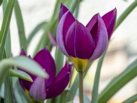 Tulipa humilis 'Perle de Perse'