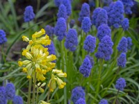 Muscari armeniacum - Grape Hyacinth et Primula veris - Coucou bleu