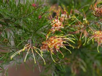 Grevillea Semperflorens floraison au printemps