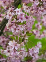 Prunus x subhirtella 'Fukubana' au printemps Fin avril