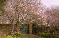 Magnolia x soulangeana et Prunus x subhirtella 'Pendula Rosea' à côté d'une porte à Thenford Arboreturm.